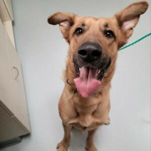 Caesar Is Looking For A Foster