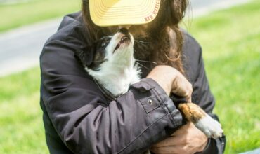 Animal Hour: Reuniting with Lost Pets