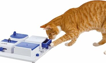 Fun with Food for Cats