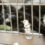 Humane Society of Huron Valley hails proposed ban on declawing cats