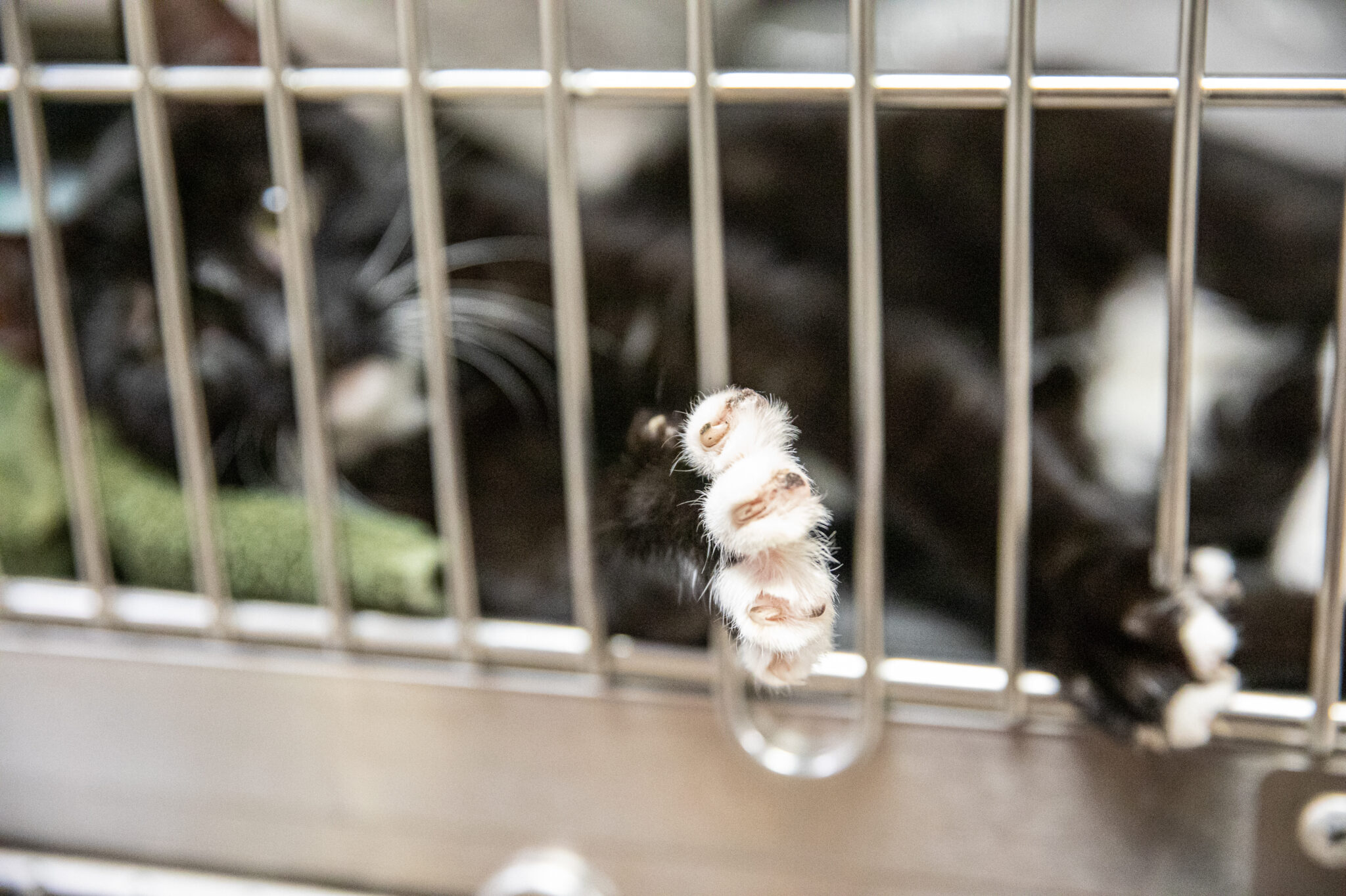 Humane Society of Huron Valley hails proposed ban on declawing cats HSHV