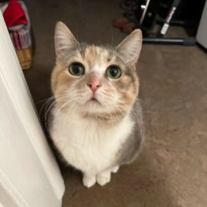 Anxious Gentle Girl Needs a Loving, Patient Home