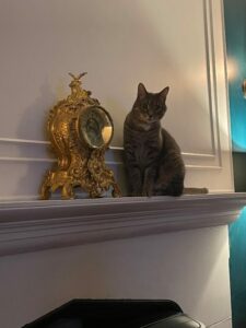 Beautiful Male Cat 6 Years Old (Declawed Front Paws)
