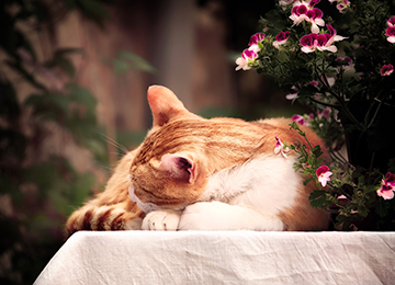 PG-Catsleeping