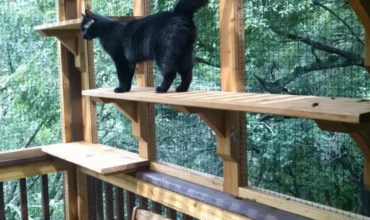 Should you get a catio?