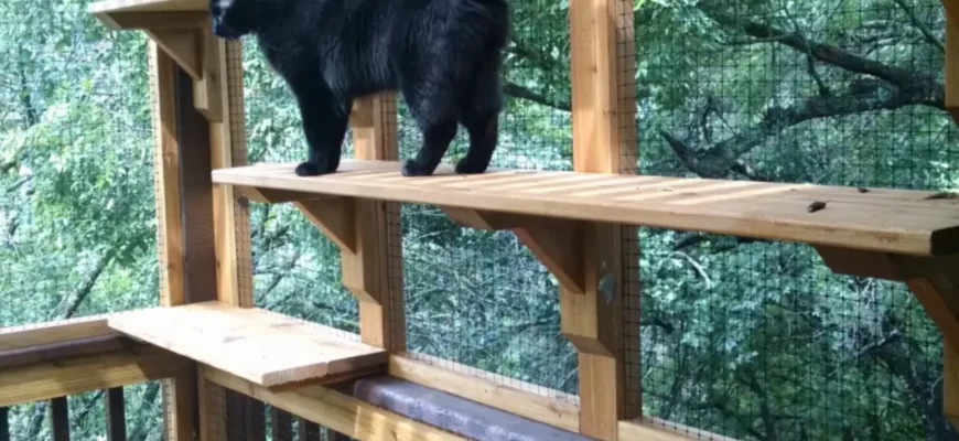 Should you get a catio?