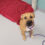 Puppy abused and abandoned in Ann Arbor parking lot, Tips sought