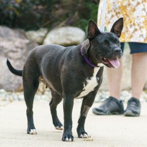 Mineru, a smiling black pittie mix, at HSHV 