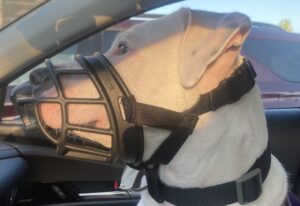 Muzzles aren't just for bad dogs...