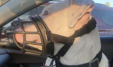 Muzzles aren’t just for bad dogs…