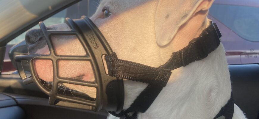 Muzzles aren’t just for bad dogs…