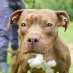 Cuzzo Needs a Foster