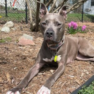 Roxi Needs Another Foster Home