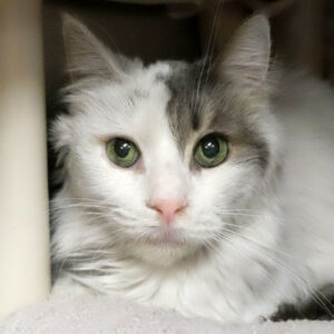Sammi Needs A Foster