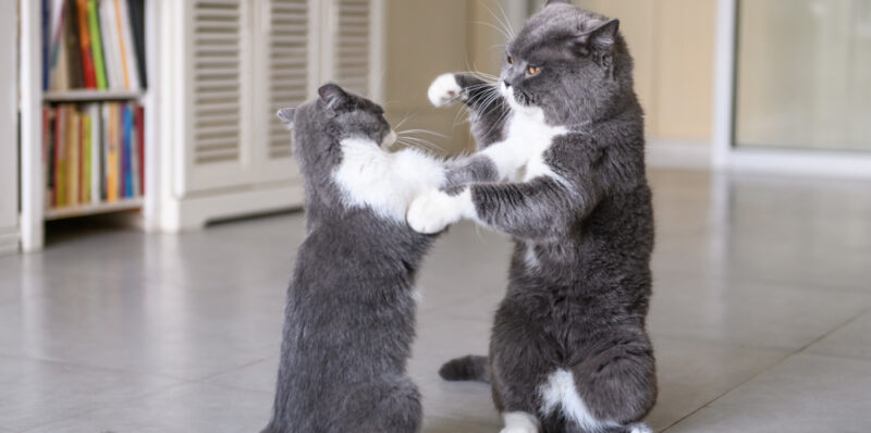 Are those cats playing... or fighting?