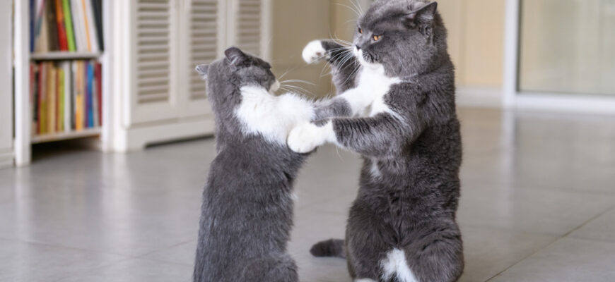 Are those cats playing… or fighting?