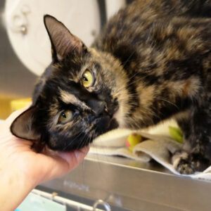 Ela Wants a Foster