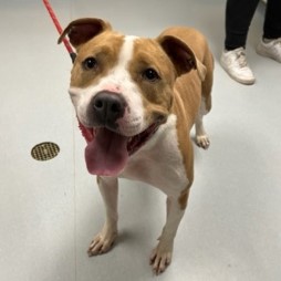 Haze Needs A Foster