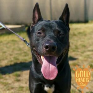 Hyssop Needs a Foster