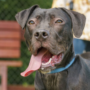 Kovu Needs A Foster