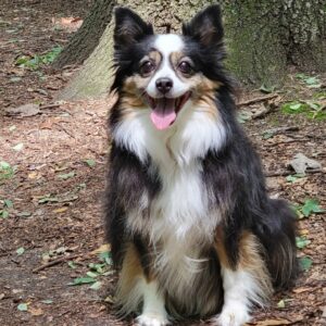 Sookie - Rachael Stocker
