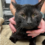 17 Cats Found in Ann Arbor Parking Lot