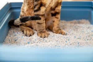 Unmasking Cat Litterbox Problems