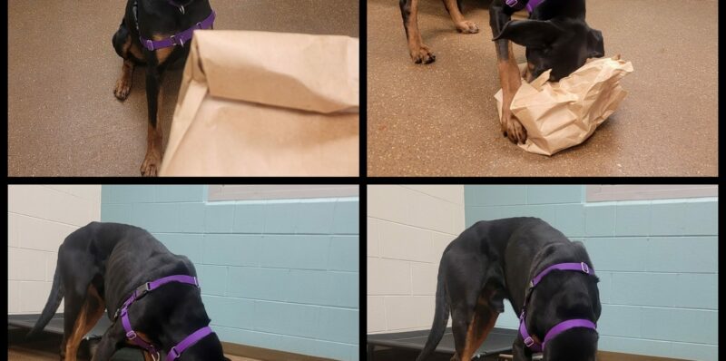 How to "enrich" your dog's life