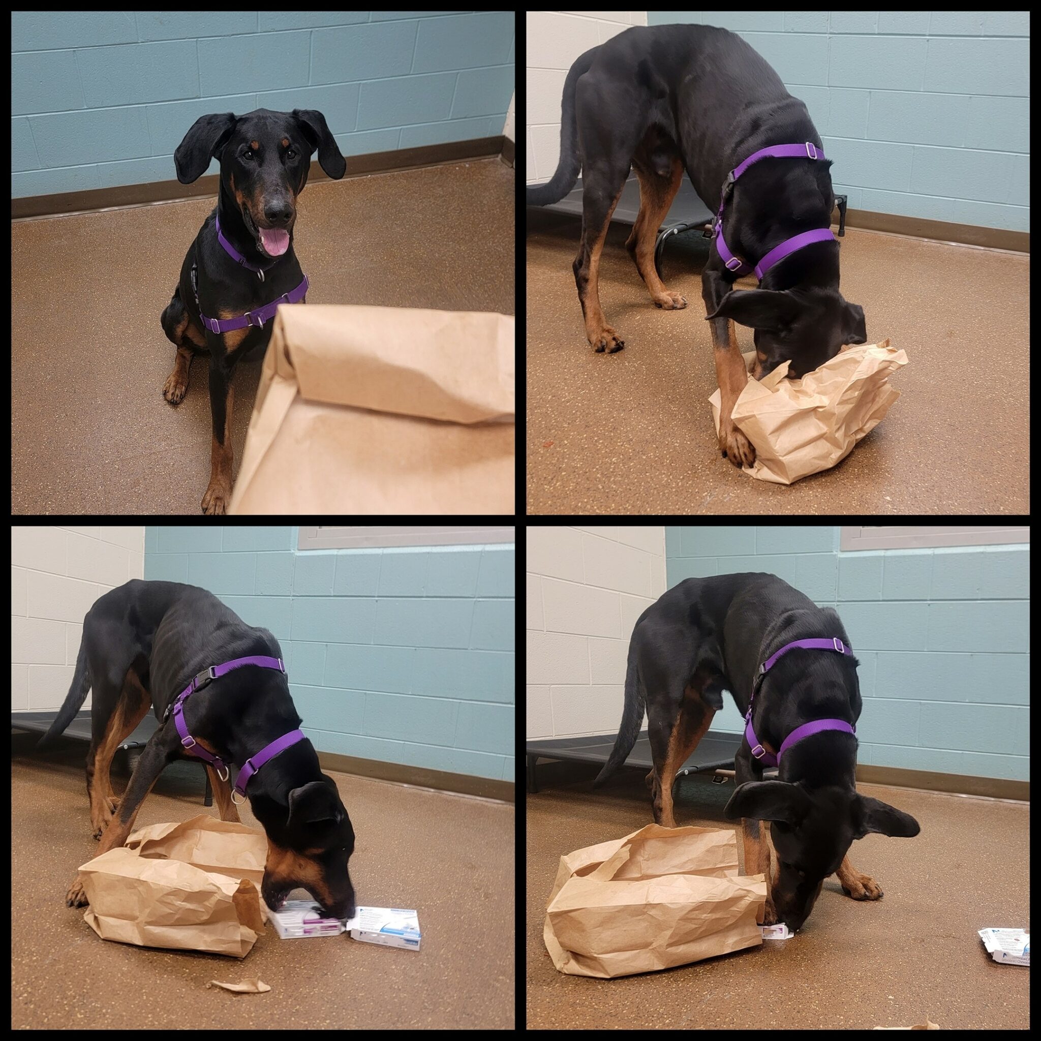 How to "enrich" your dog's life HSHV