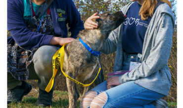 More dogs being killed nationwide, Ann Arbor shelter remains no-kill