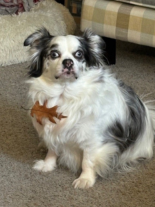 A tiny, fluffy black and white spotted dog with a goofy look on his face and a leaf stuck to his fur.