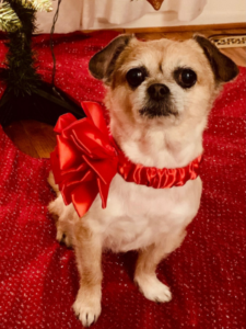 A tiny brown dog, likely a pug mix, wearing a red bow.