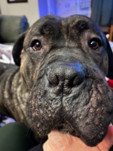 A close-up photo of a brindle mastiff mix with big brown eyes and floppy jowls!