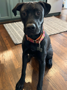 A short-haired black dog sitting politely in the kitchen, hoping for a treat.