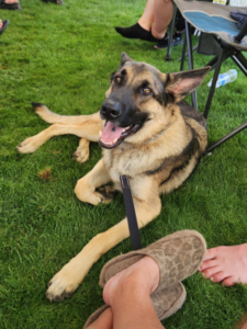 A young German Shepherd lounging in the grass.