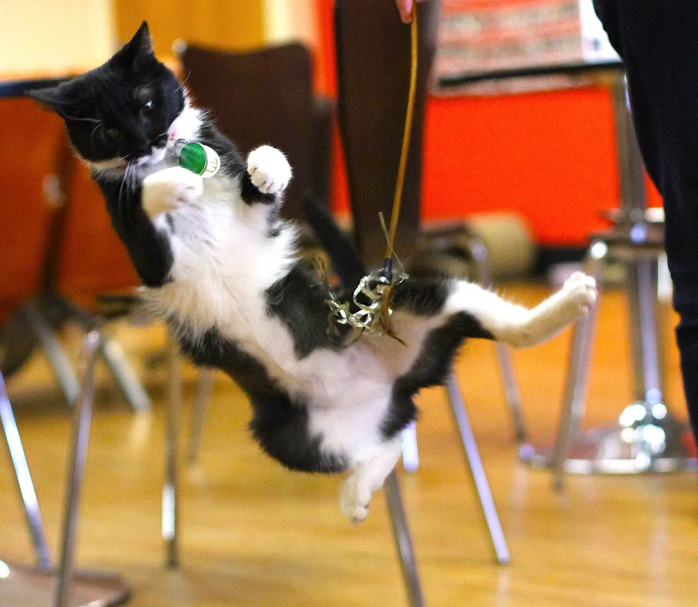 catentertainer
