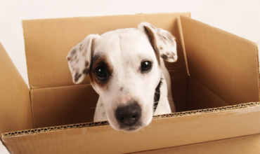 Moving with your dog: What to do before, during and after