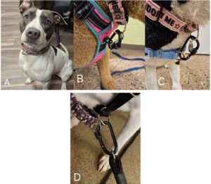 Martingale collars and leash clips