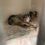 Justice for Abused Dogs After Years-Long Legal Battle