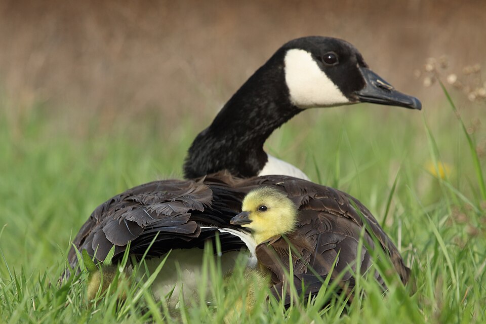 Mother_Goose_and_Baby_(Unsplash) (1)