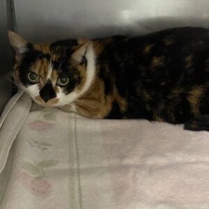 Coco Needs a Foster