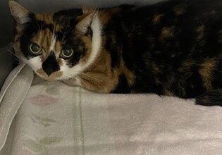 Coco Needs a Foster