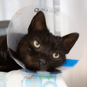 Dieterle Needs a Foster