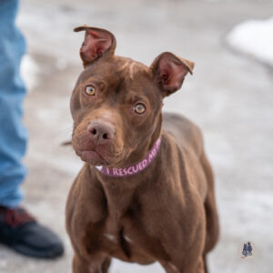Hannah Banana is Seeking a Foster