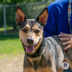 Marvin Needs a Foster