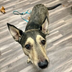 Marvin Needs a Foster