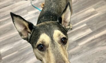 Marvin Needs a Foster