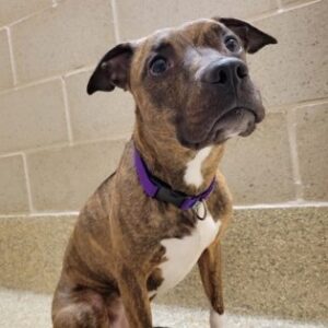 Minerva Wants a Foster