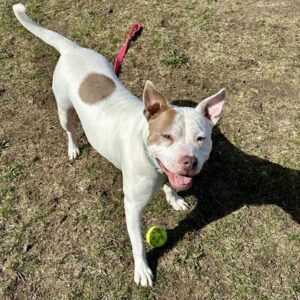 Nellie is Looking for a Foster