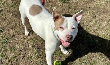 Nellie is Looking for a Foster